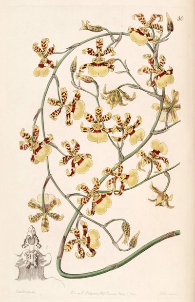 Oncidium Sphacelatum by Miss Drake